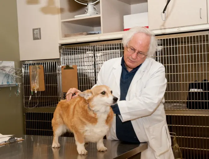 Dr. Franklin of Oregon Veterinary Specialty Hospital examines a dog on a table.